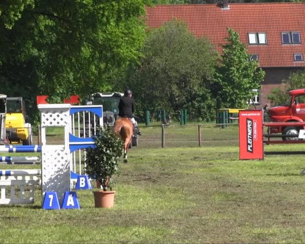 Halle-Tatenhausen Schloßturnier 2013