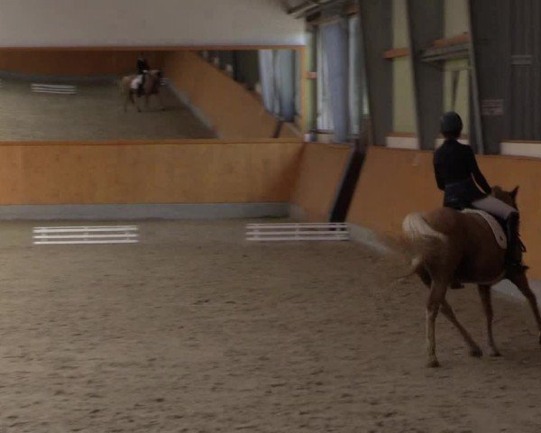 Reitturnier Münster-Amelsbüren 2024
