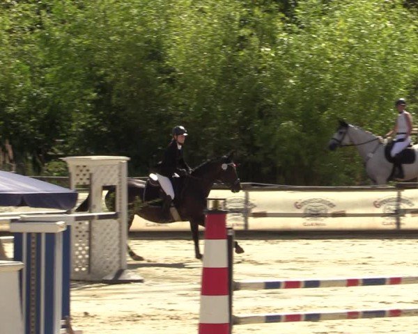 Reitturnier Vellinghausen 2024