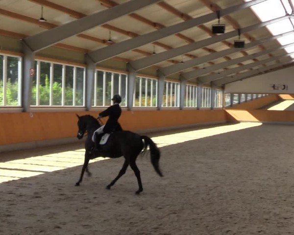 Reitturnier Münster-Amelsbüren 2024