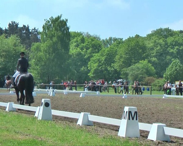 Torneo Equestre Halle-Tatenhausen 2013