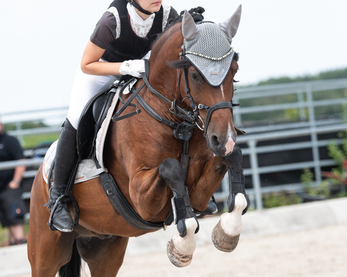 jumper Liam 24 (New Forest Pony, 2015, from Bovenheigraaf's Camillo)