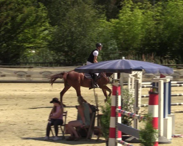 Reitturnier Vellinghausen 2024