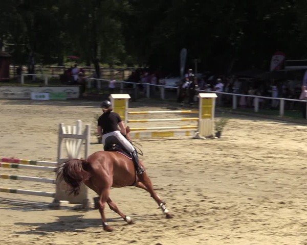 Reitturnier Vellinghausen 2024