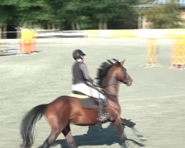 Reitturnier Horitschon 2024