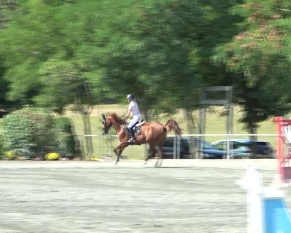 Reitturnier Horitschon 2024