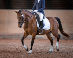 dressage horse Bella Crazy (German Riding Pony, 2018, from Turfhorst Nightlive)