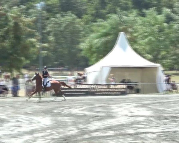 Reitturnier Horitschon 2024