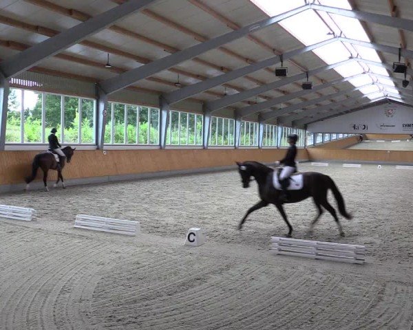 Reitturnier Münster-Amelsbüren 2024