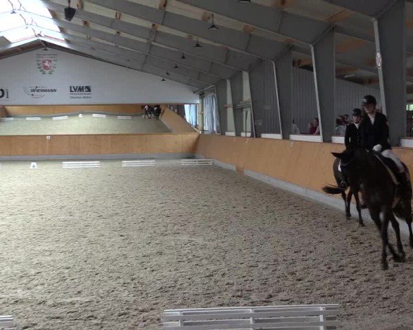 Reitturnier Münster-Amelsbüren 2024