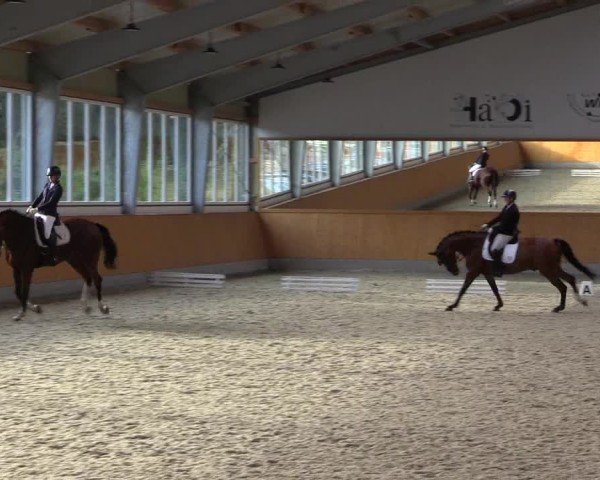 Reitturnier Münster-Amelsbüren 2024