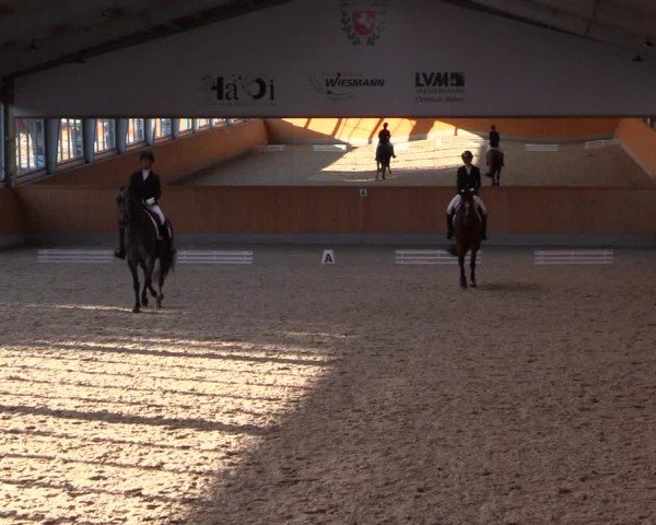 Reitturnier Münster-Amelsbüren 2024