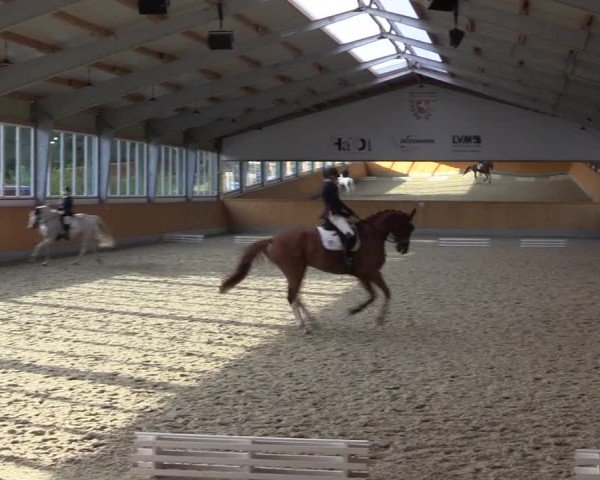 Reitturnier Münster-Amelsbüren 2024