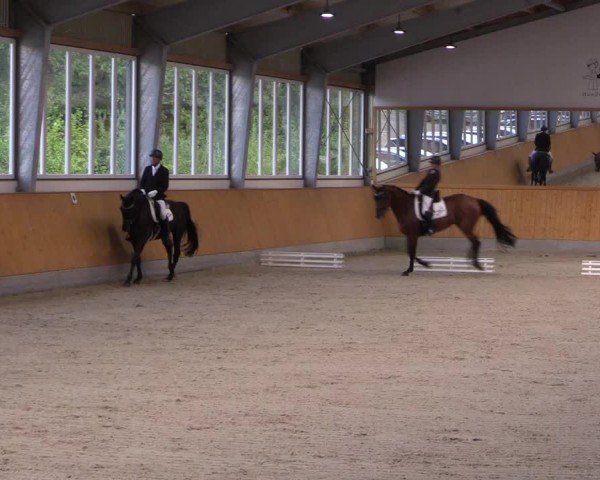 Reitturnier Münster-Amelsbüren 2024
