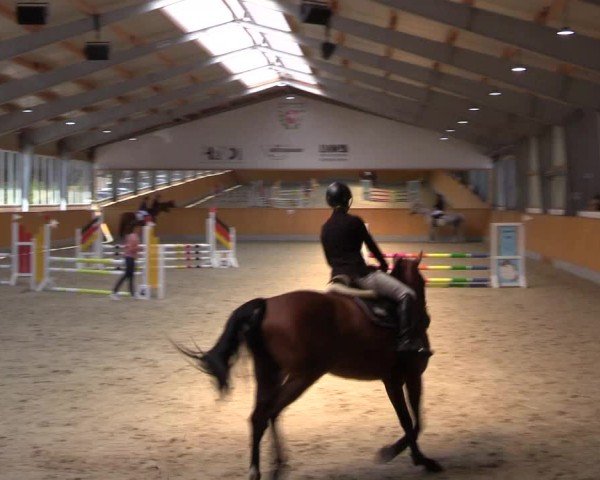Reitturnier Münster-Amelsbüren 2024
