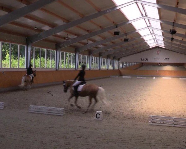 Reitturnier Münster-Amelsbüren 2024