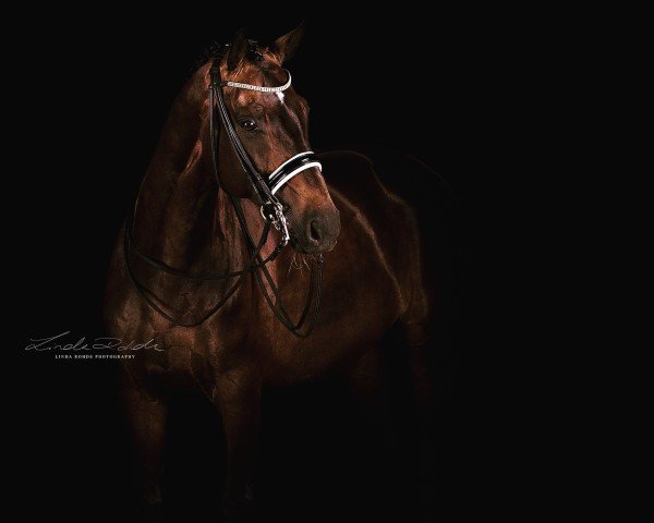 dressage horse Dandolo M (Hanoverian, 2009, from Dauphin)
