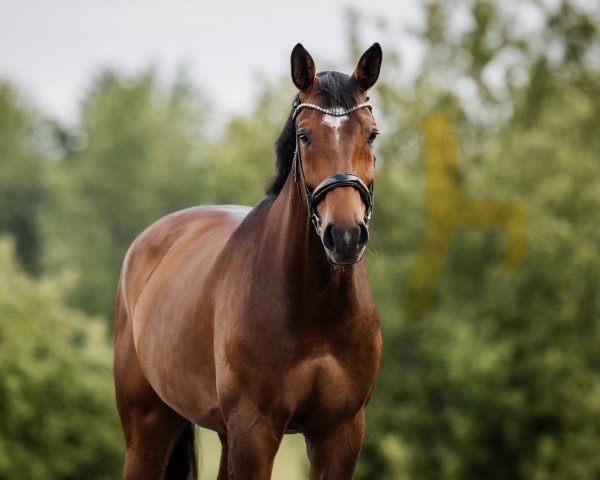 jumper Daily Diamond M (German Sport Horse, 2018, from Daybreak M)