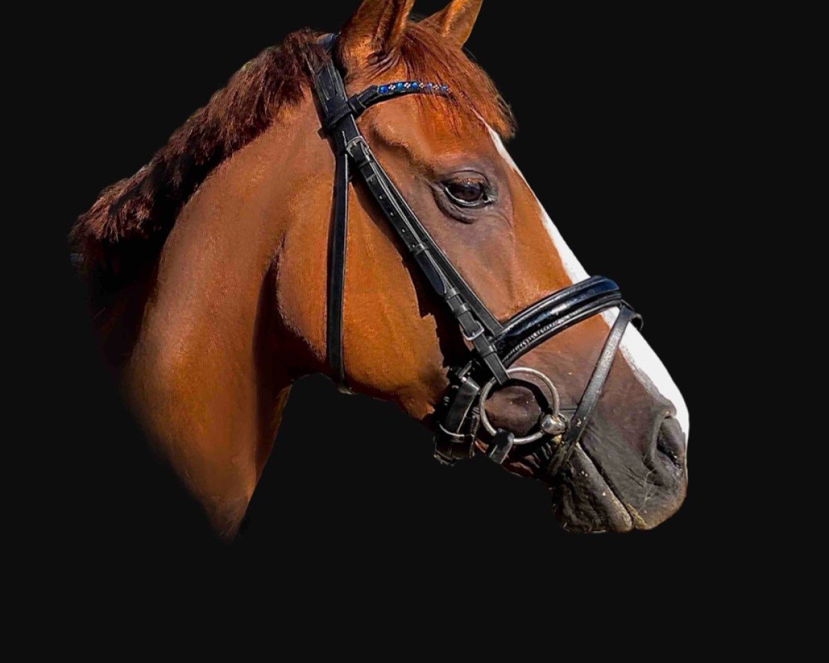 Springpferd No father's Lady (KWPN (Niederländisches Warmblut), 2013)