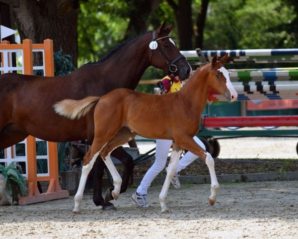 horse Emilia (German Sport Horse, 2021, from Emerald van 't Ruytershof)