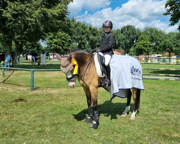 dressage horse Golden Giotto (German Riding Pony, 2014, from Golden State 2)