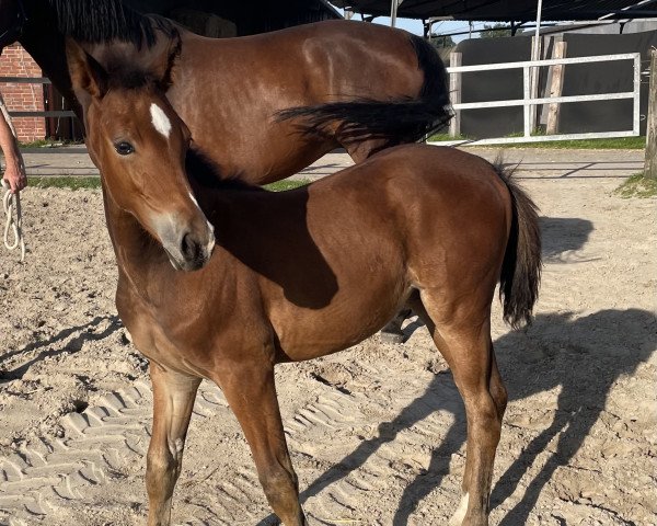 horse Bijou Royal (Westphalian, 2021, from Bellini Royal)