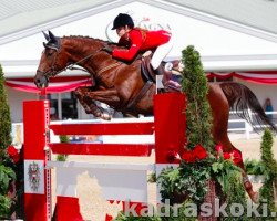 Springpferd Zeta (Polnisches Warmblut, 2000, von Elvis)
