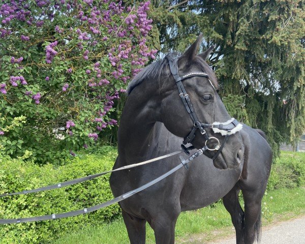 Pferd Nymphenburgs Querido (Westfale, 2017, von Quantensprung 3)