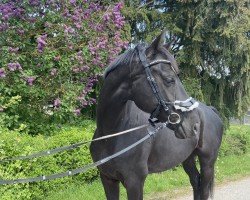 Pferd Nymphenburgs Querido (Westfale, 2017, von Quantensprung 3)
