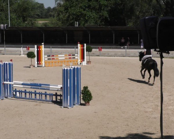 Reitturnier Ingolstadt - Hagau 2024