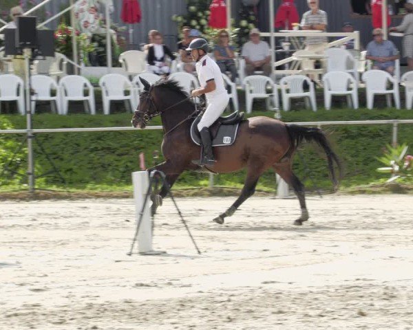 Reitturnier Oberderdingen 2024
