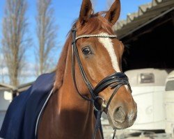 dressage horse Faraday 19 (Hanoverian, 2018, from Finnigan)