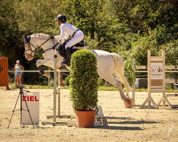 jumper Rocket Boomer (Connemara Pony, 2013, from Rehan Pride)
