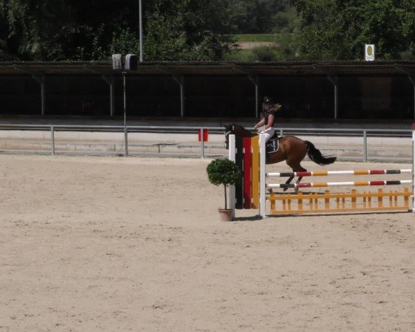 Reitturnier Ingolstadt - Hagau 2024