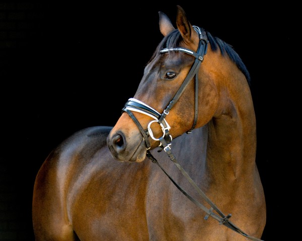 dressage horse Shockwave 2 (Oldenburg, 2020, from Sir Donnerhall I)
