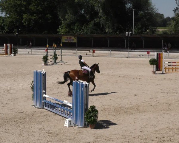 Reitturnier Ingolstadt - Hagau 2024