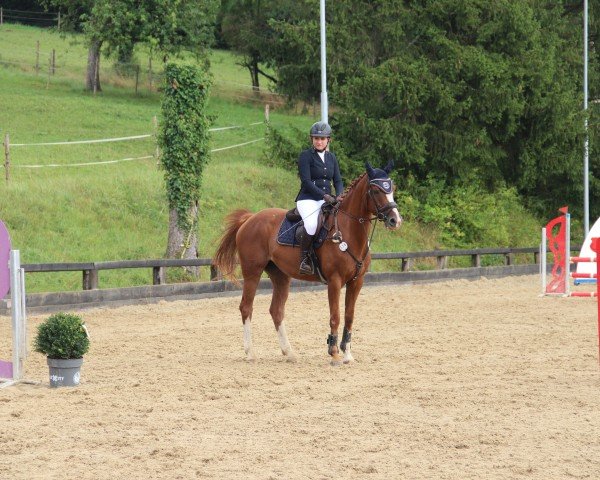 jumper Valerie 81 (German Sport Horse, 2017, from Vancouver d'Auvray)