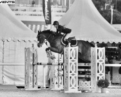Springpferd Borlands Coraldino D (Nederlands Rijpaarden en Pony, 2010, von Olympic Corlisco)