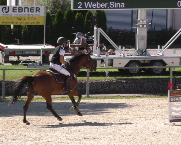 Reitturnier Ingolstadt - Hagau 2024