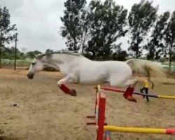 Cavallo da salto Alvin (Bayer, 2009, di Acteur As)