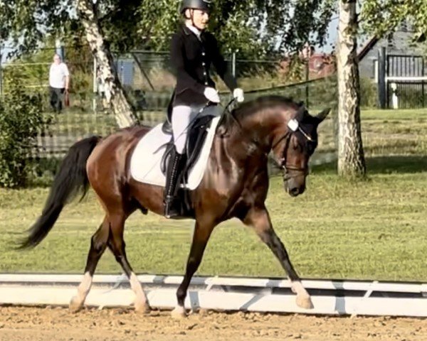 stallion Von Ahlen’s Nacho (German Riding Pony, 2020, from Neverland WE)