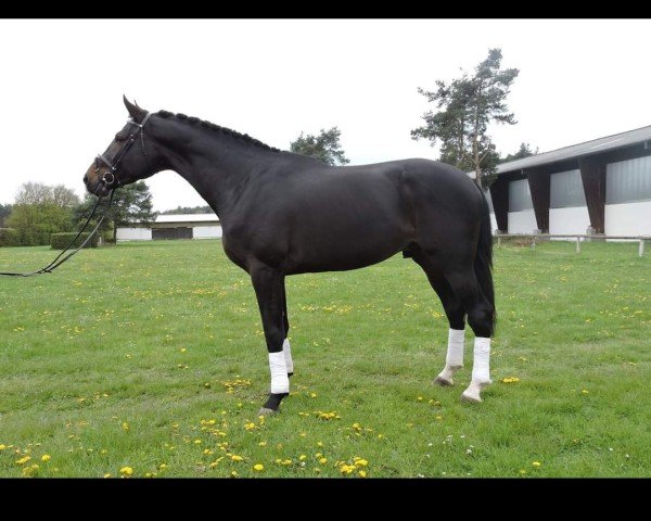 horse Tarophino (Oldenburg, 2012, from Totilas)