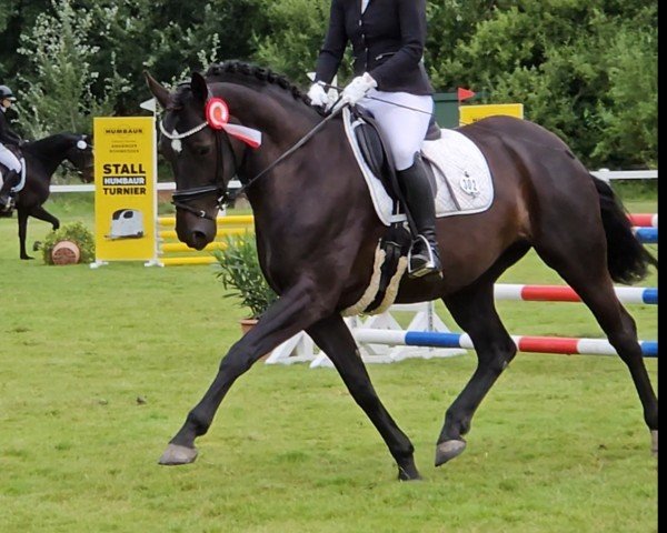 horse Fee 1024 (Hanoverian, 2017, from Floris Prince)