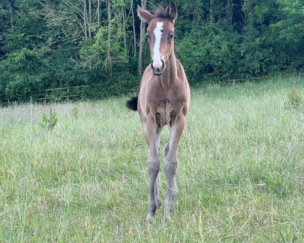 Pferd Bon Atina DL (Oldenburger, 2024, von Bon Joker)