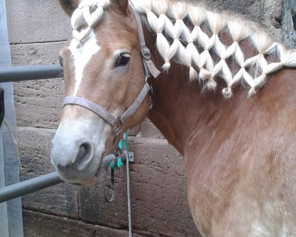dressage horse Moni (Haflinger, 2001, from Marathon) dressage horse Moni (Haflinger, 2001, from Marathon)