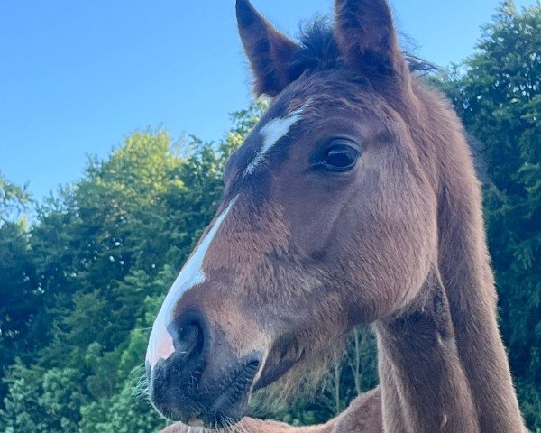 Pferd Edward Harbor DL (Oldenburger, 2024, von Erdinger)