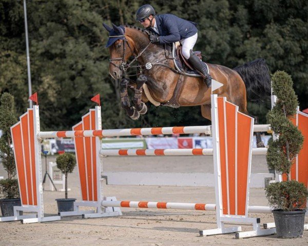 Springpferd Ignacio Hv (KWPN (Niederländisches Warmblut), 2013, von Eldorado van de Zeshoek)