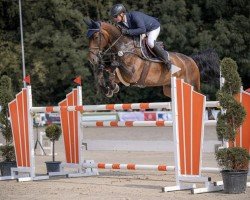 jumper Ignacio Hv (KWPN (Royal Dutch Sporthorse), 2013, from Eldorado van de Zeshoek)