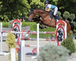 Springpferd Douglas D'Amour Z (Zangersheide Reitpferd, 2016, von Douglas)