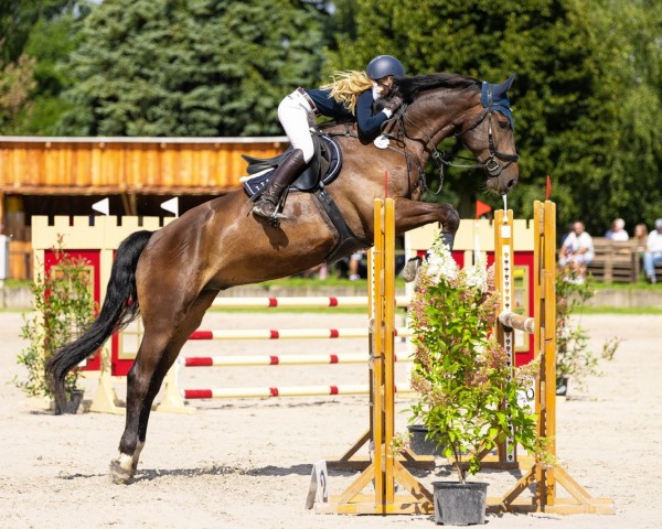 jumper Nashville Thc (anglo european sporthorse, 2017, from Neos 2)